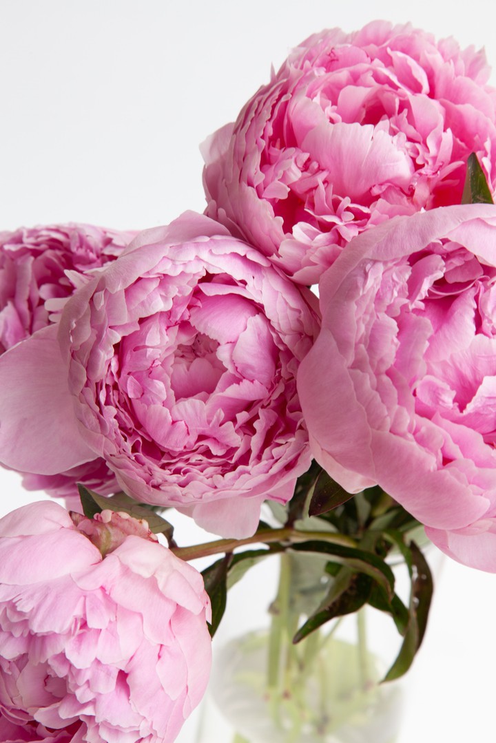PEONIES