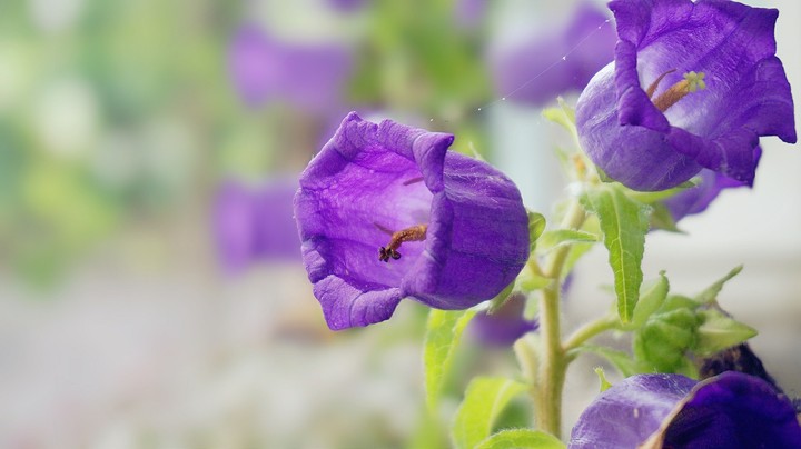 Campanula❤