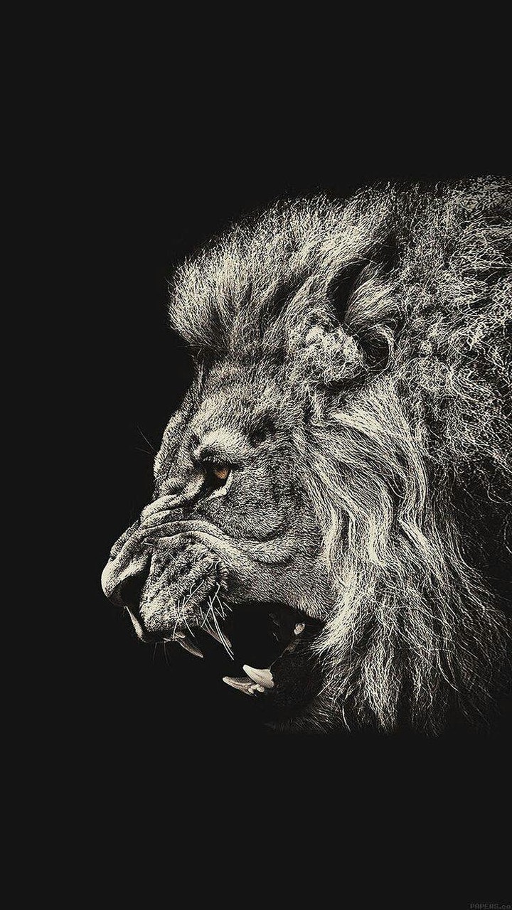 lion