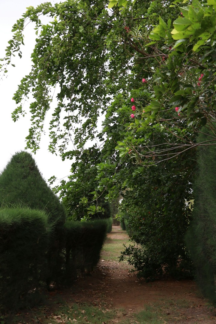 in garden