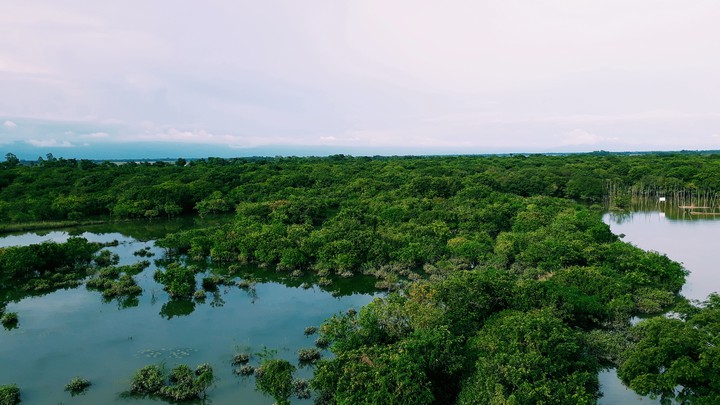কালেঙ্গা বন
