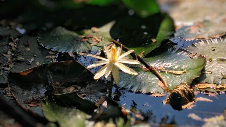 Lotus in the middle