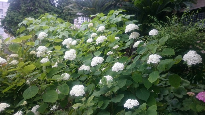 紫陽花