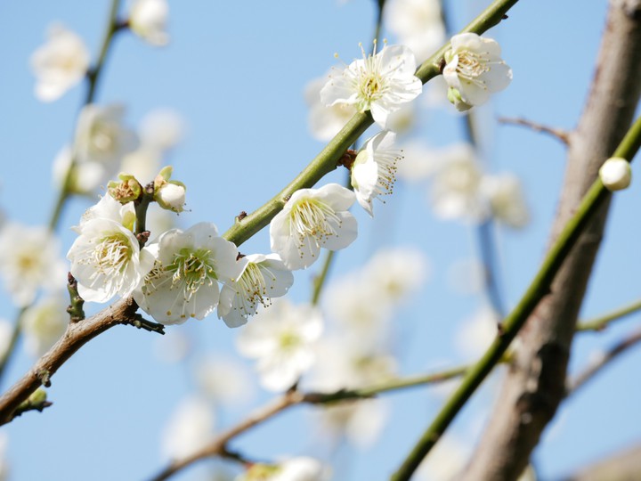 plumblossom