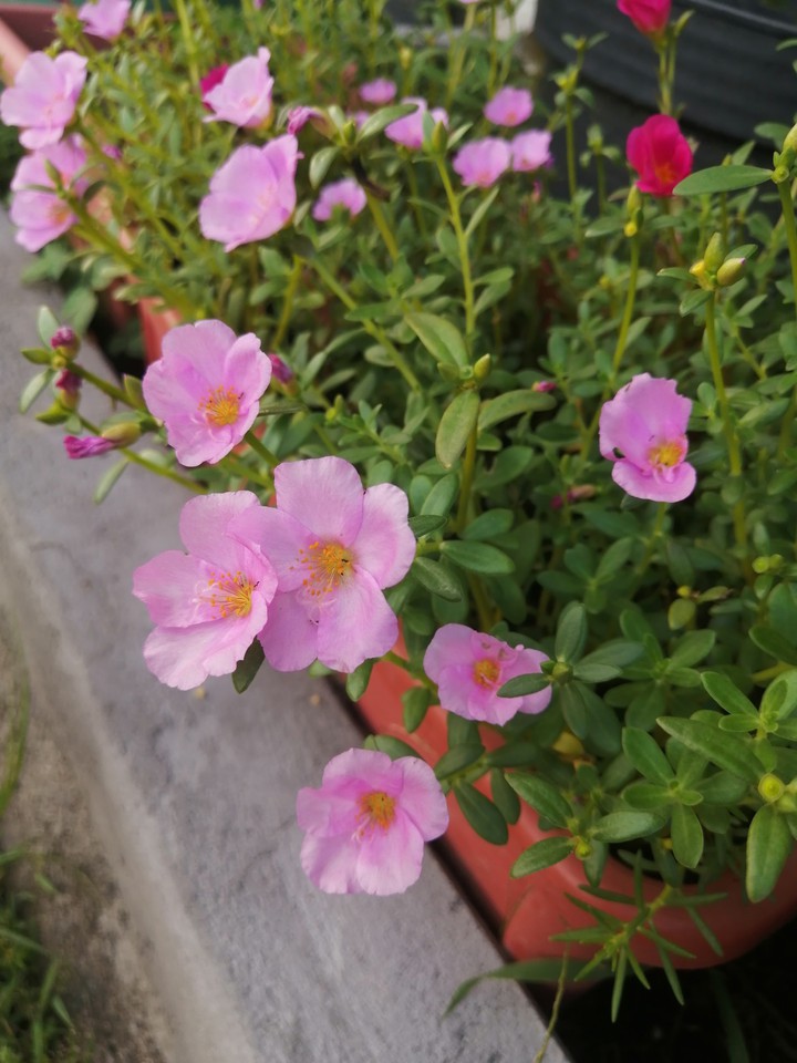 9clock flower?? ?