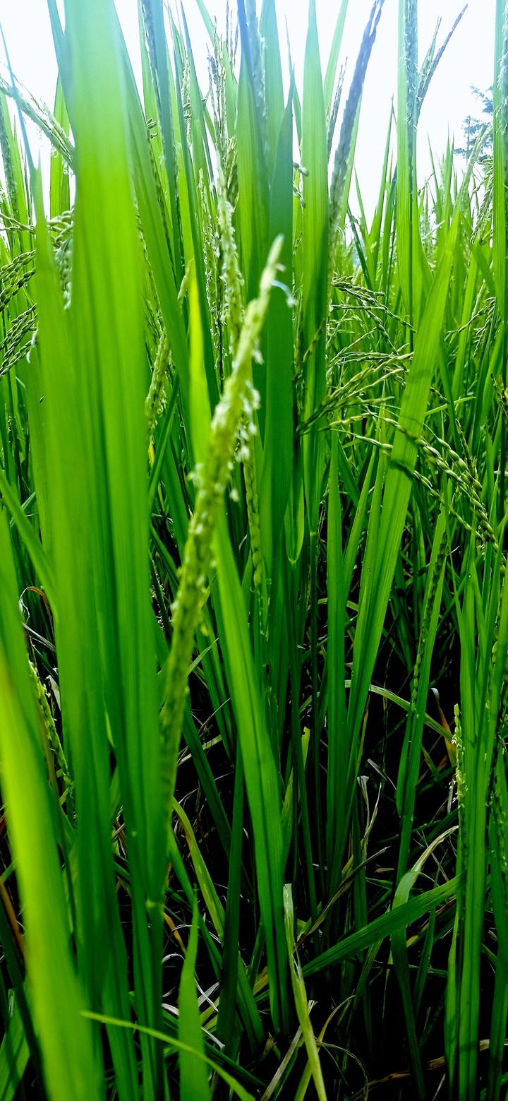 Rice tree