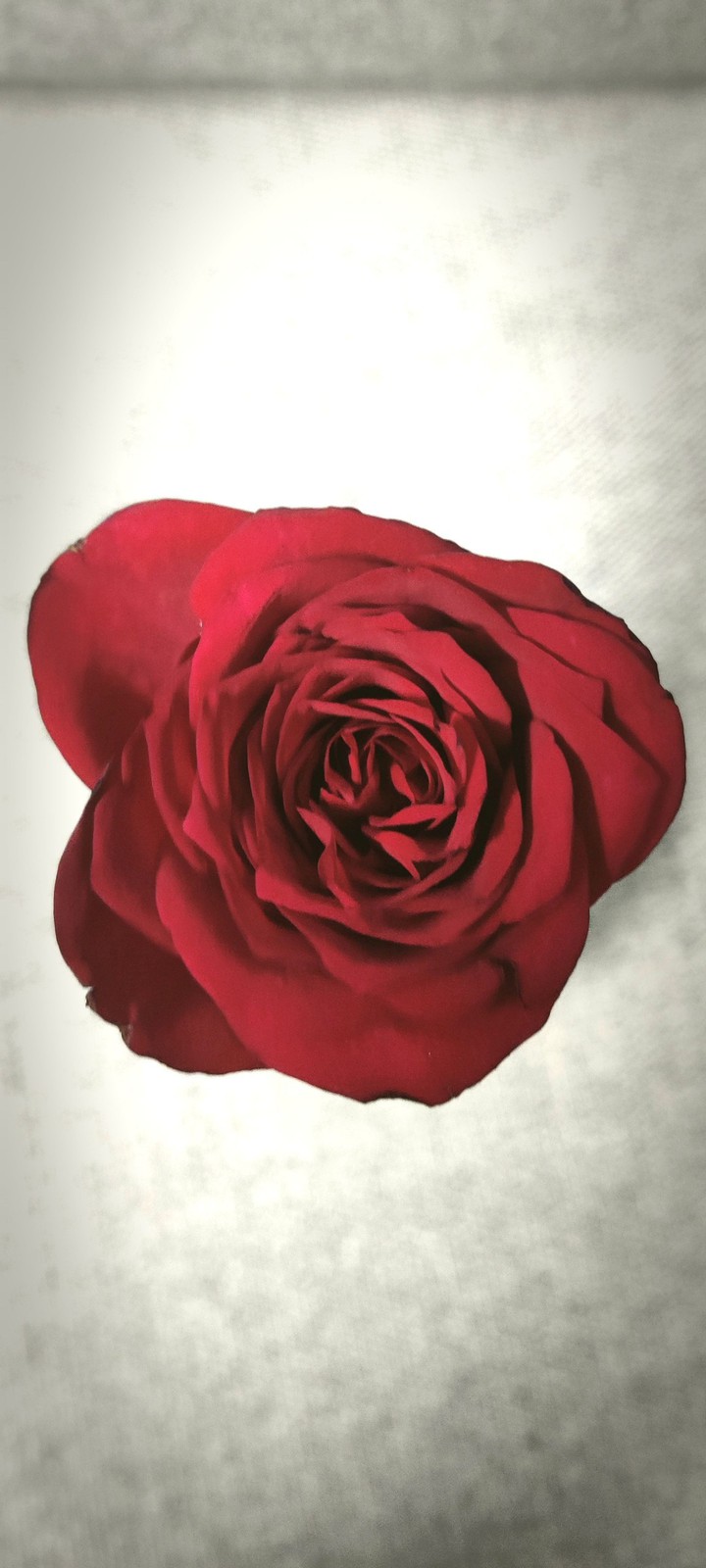 bloom