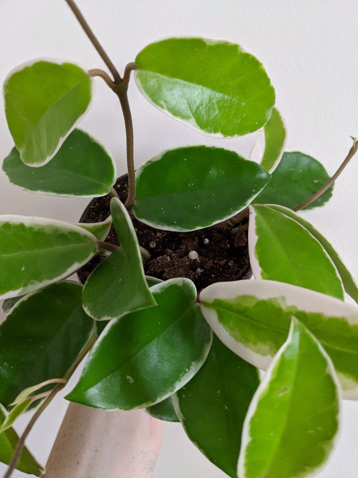 Hoya Crimson Queen