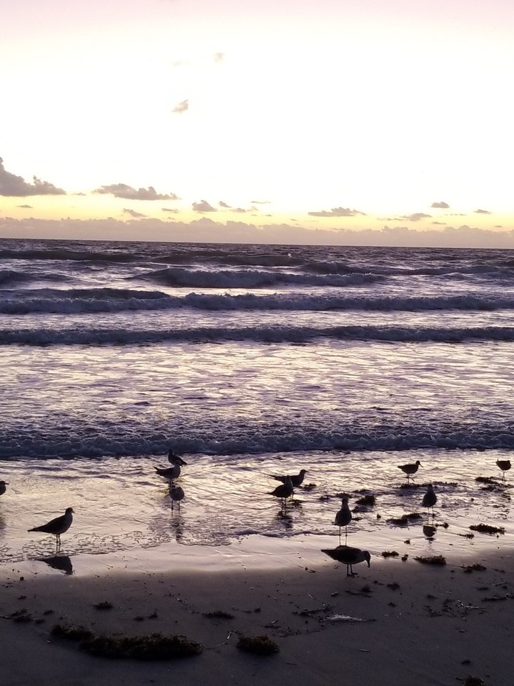 Florida Birds