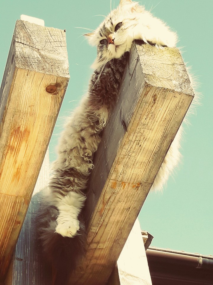 Kater Richy