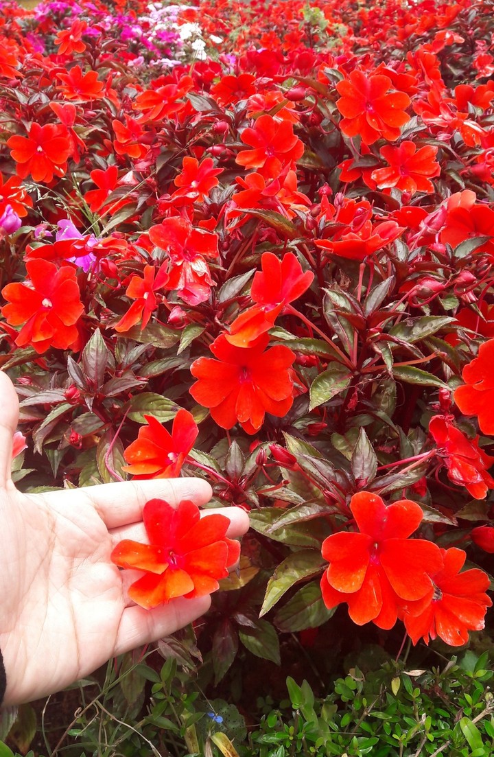 flower