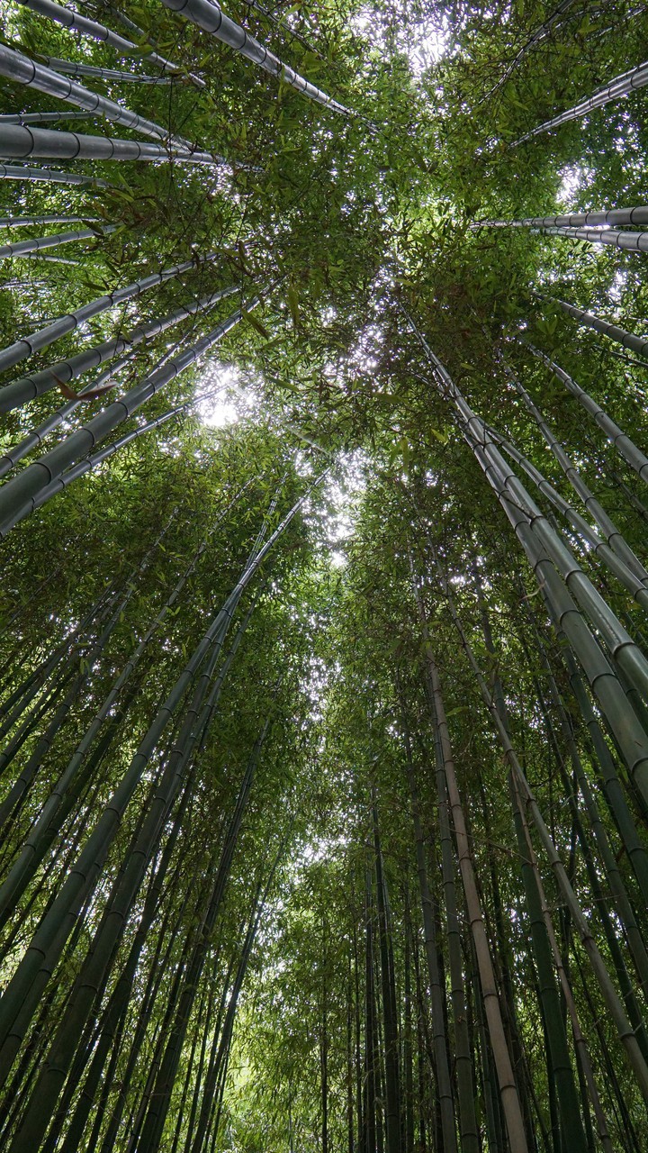 bamboo skylight
