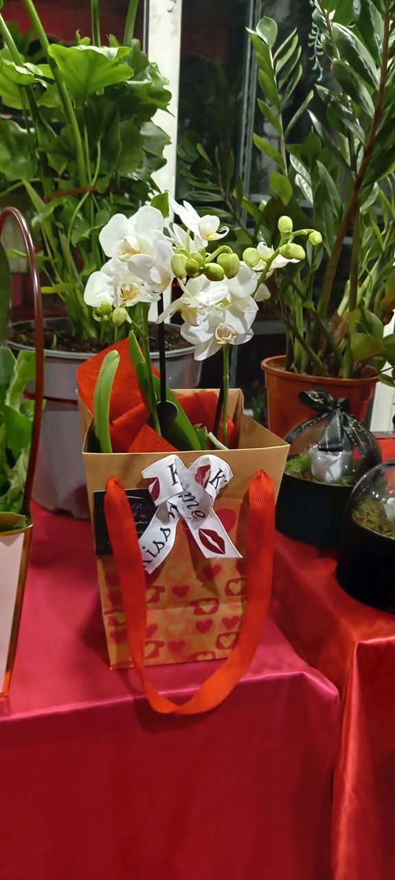 tapety orchid, event