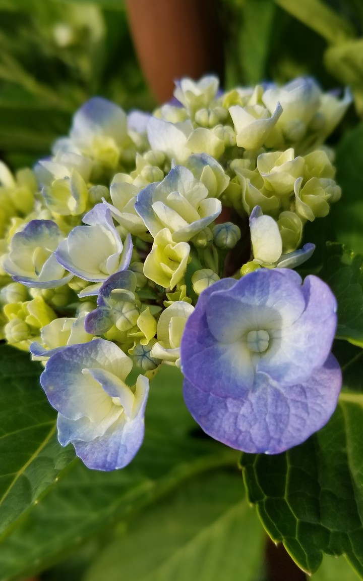 hydrangea