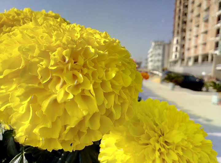 Yellow Marigold