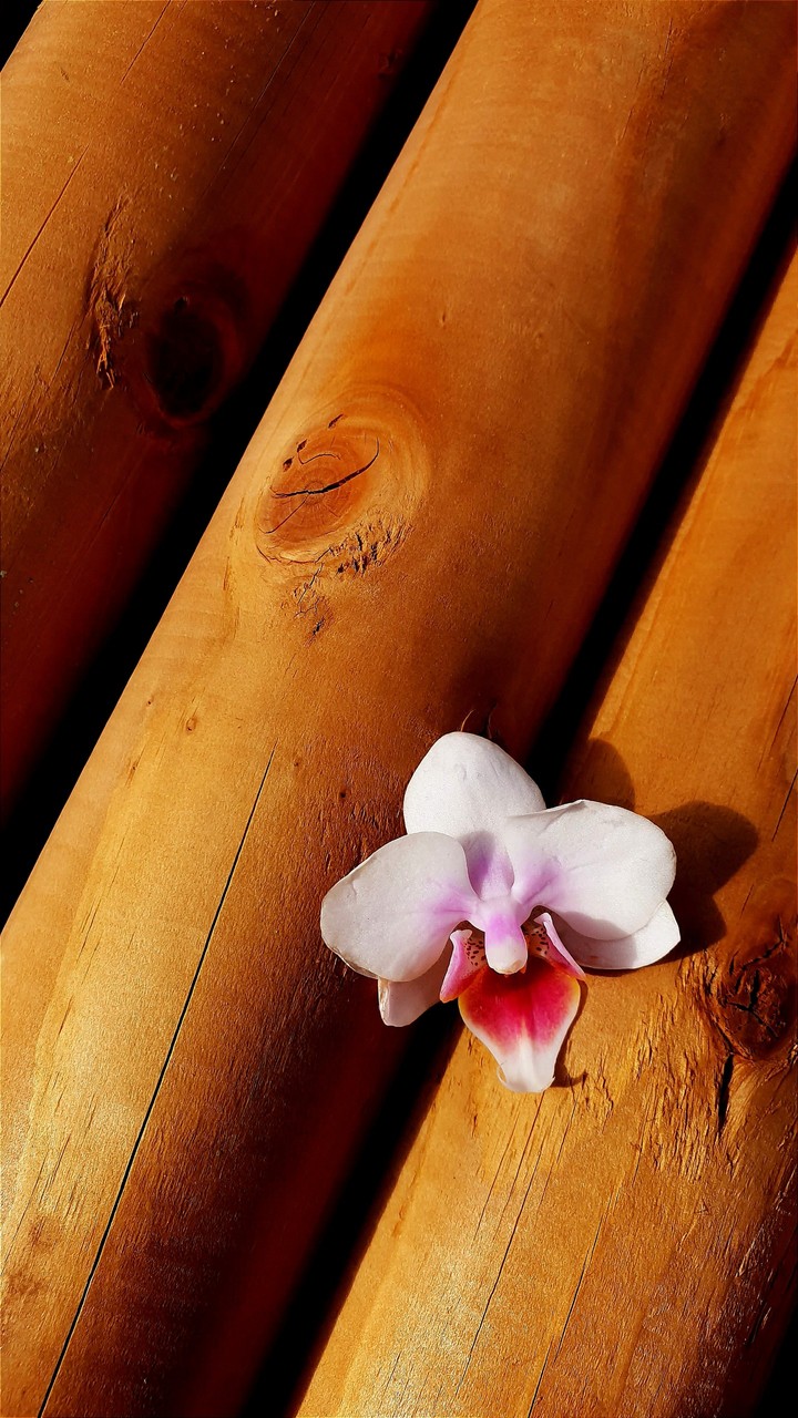 orchid