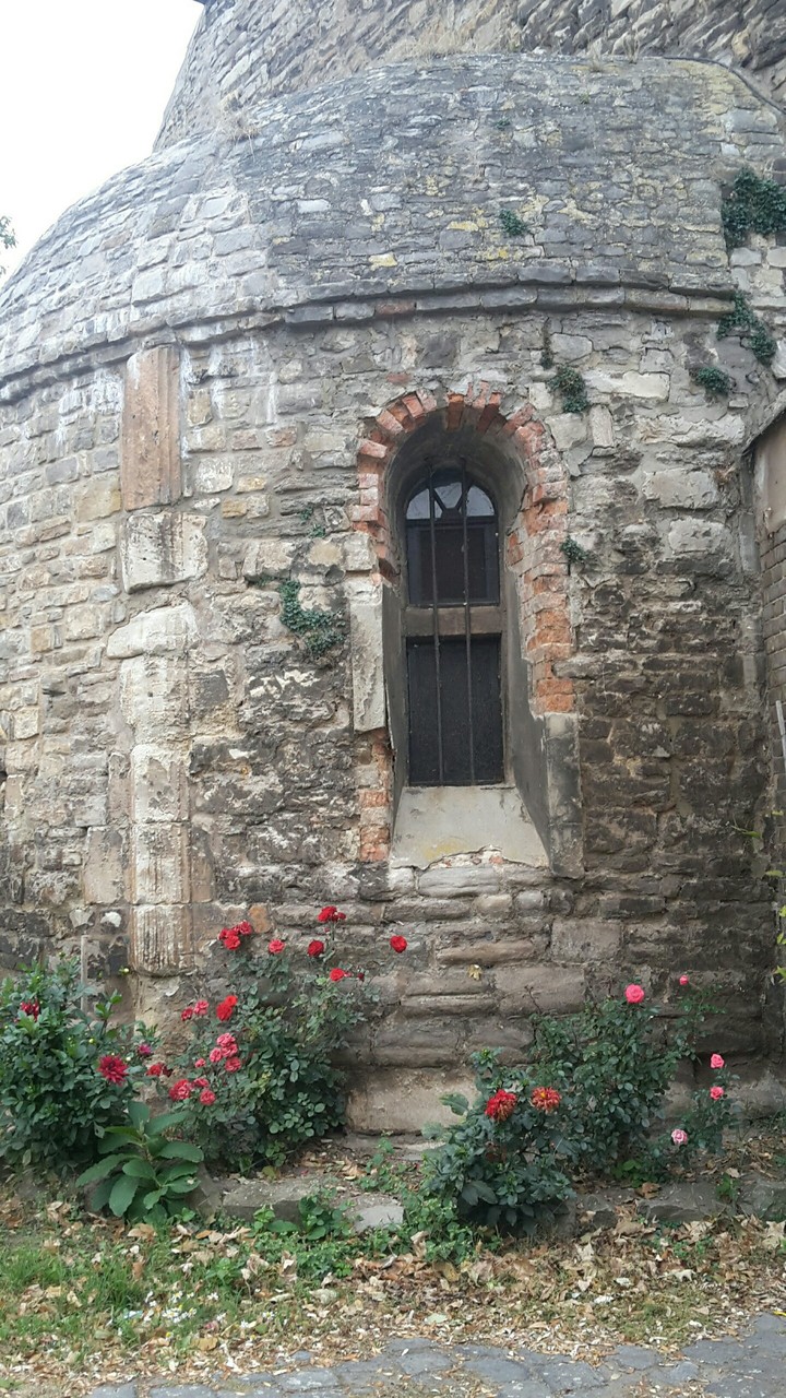 roses
