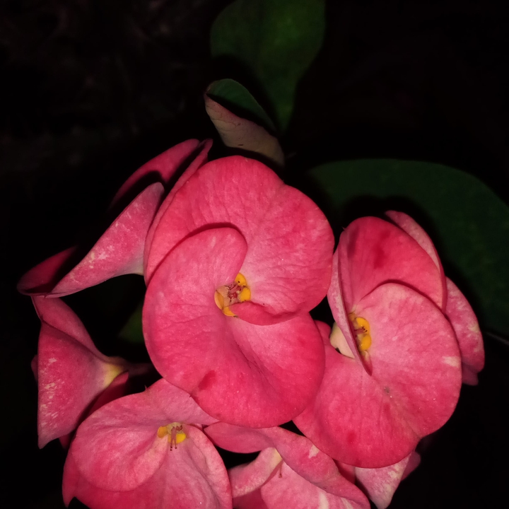 pink flowers