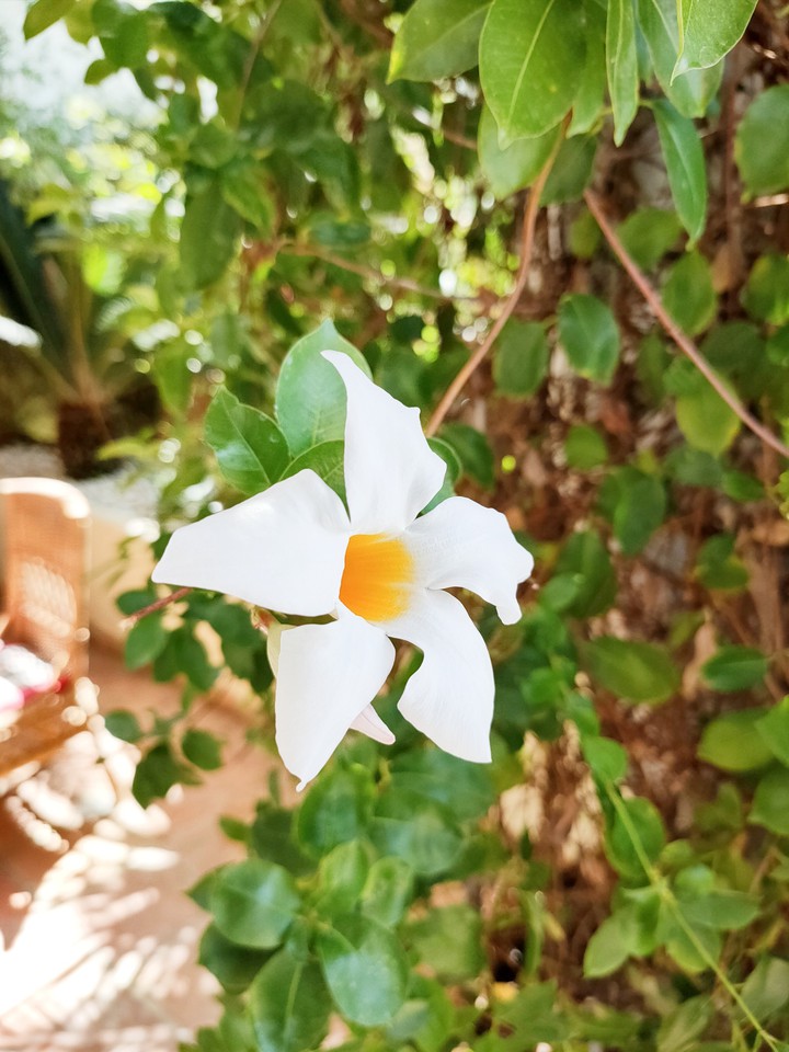 flowers in La Zagaleta