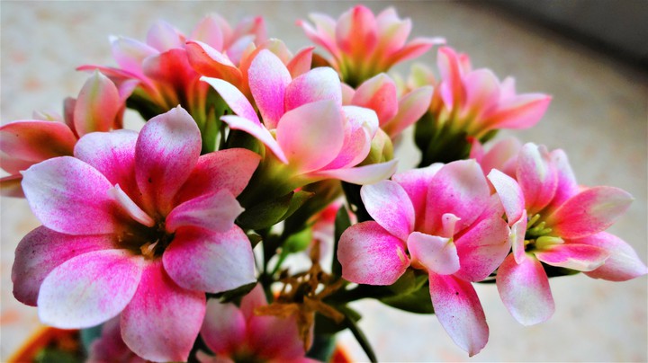kalanchoe