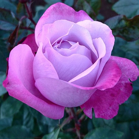 soft purple Roses