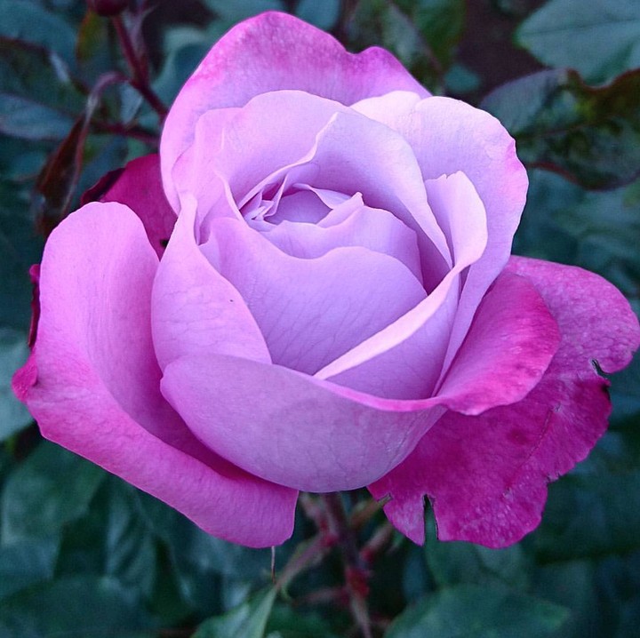 soft purple Roses
