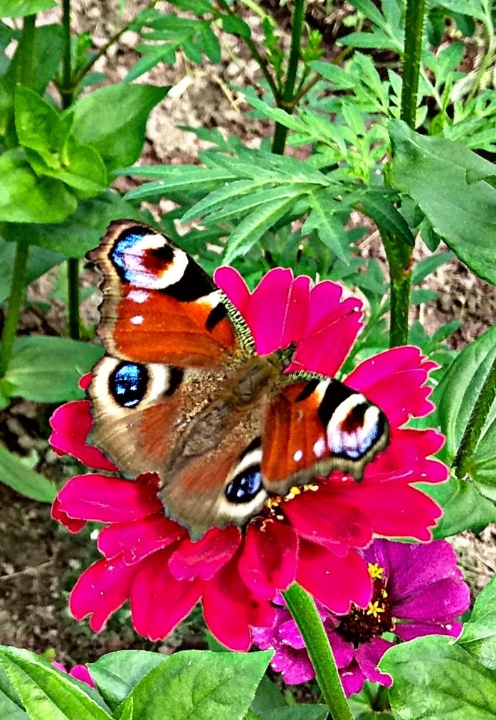 Butterfly