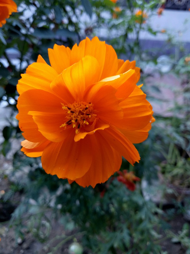 flower