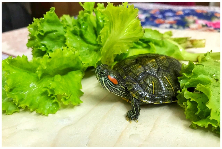turtle
