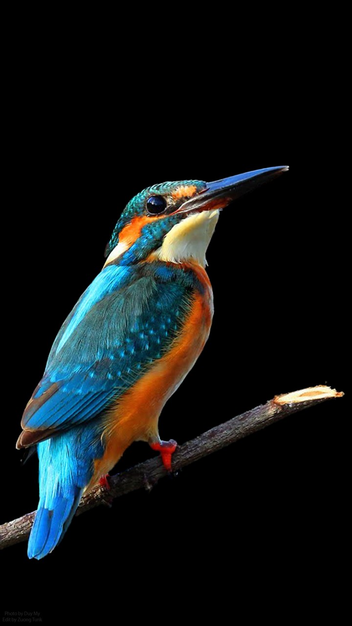 Kingfisher