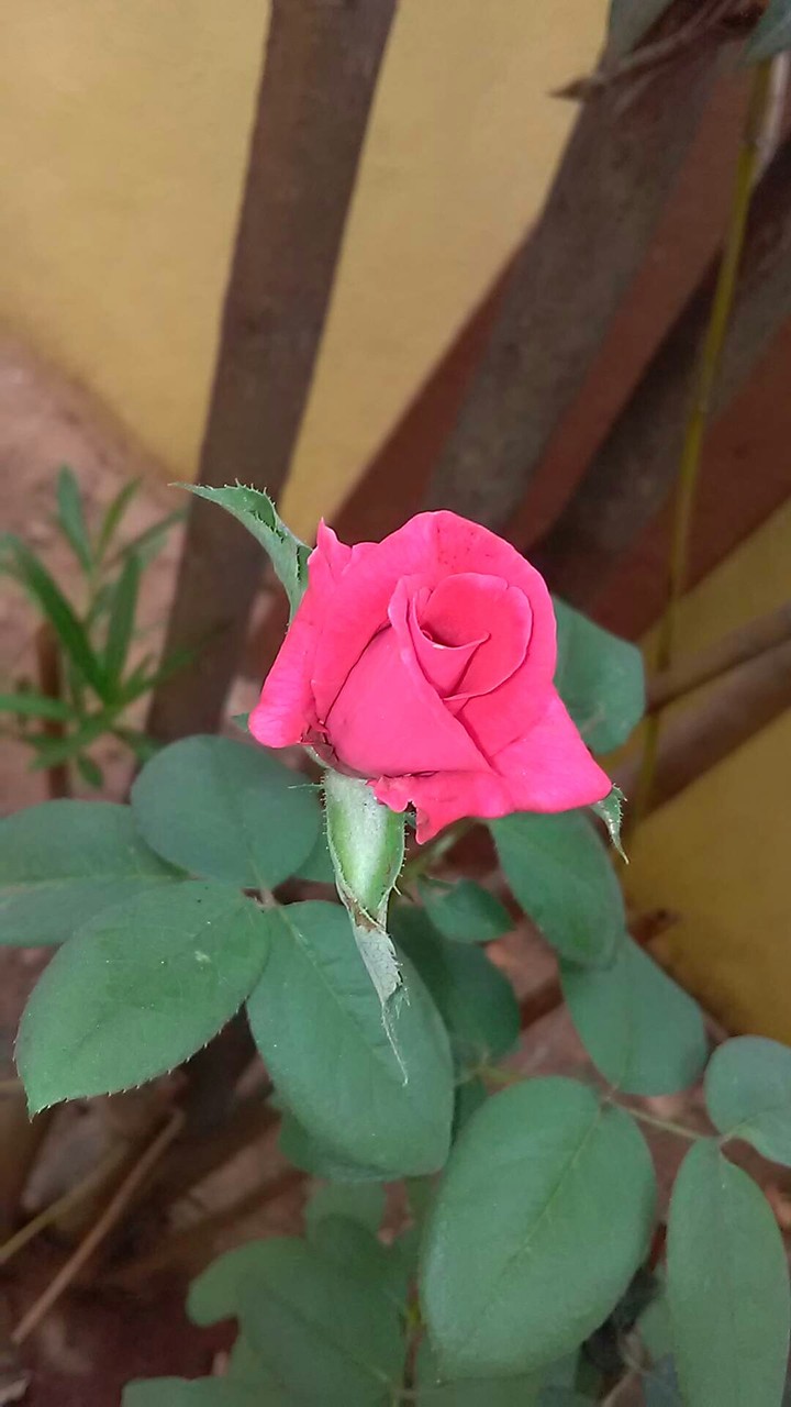 pinkish rose?