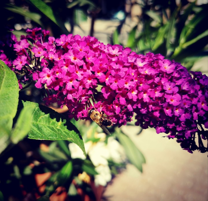 flower