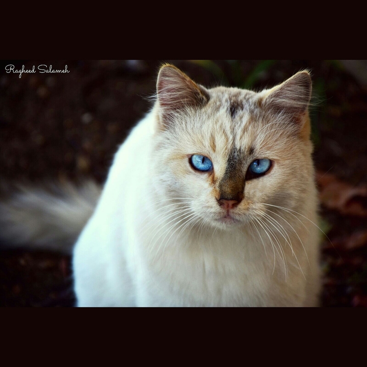 Within Blue Eyes