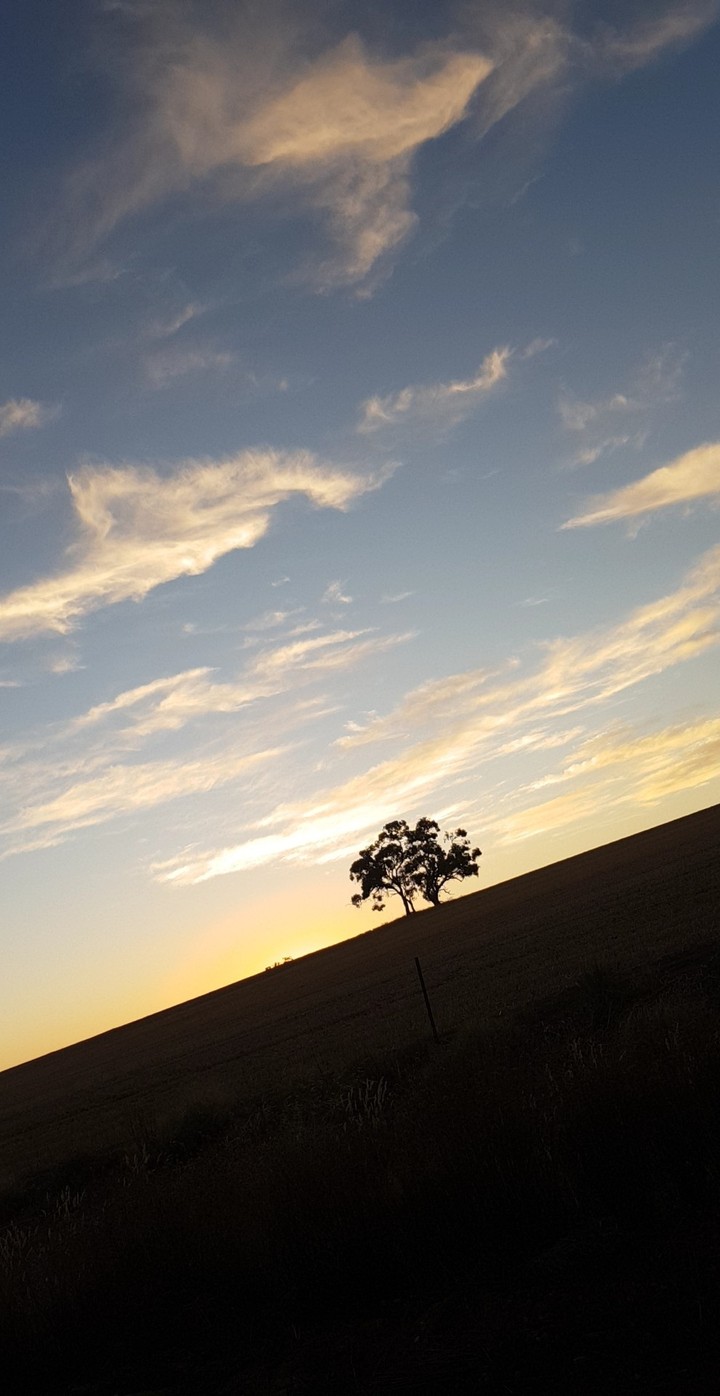 lonely tree