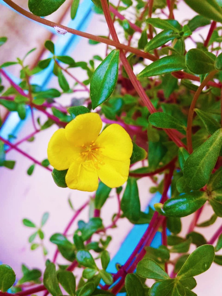 tiny yellow flower