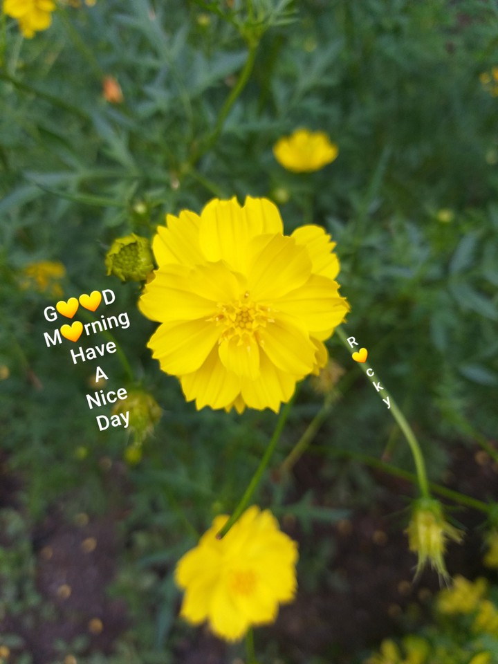 G??D M?rning Have A Nice Day