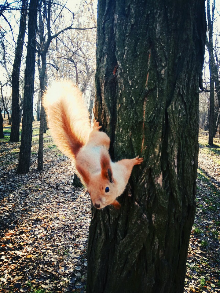 Squirrel
