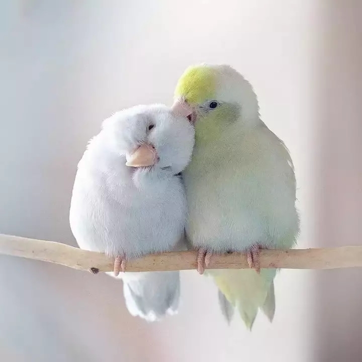 нп