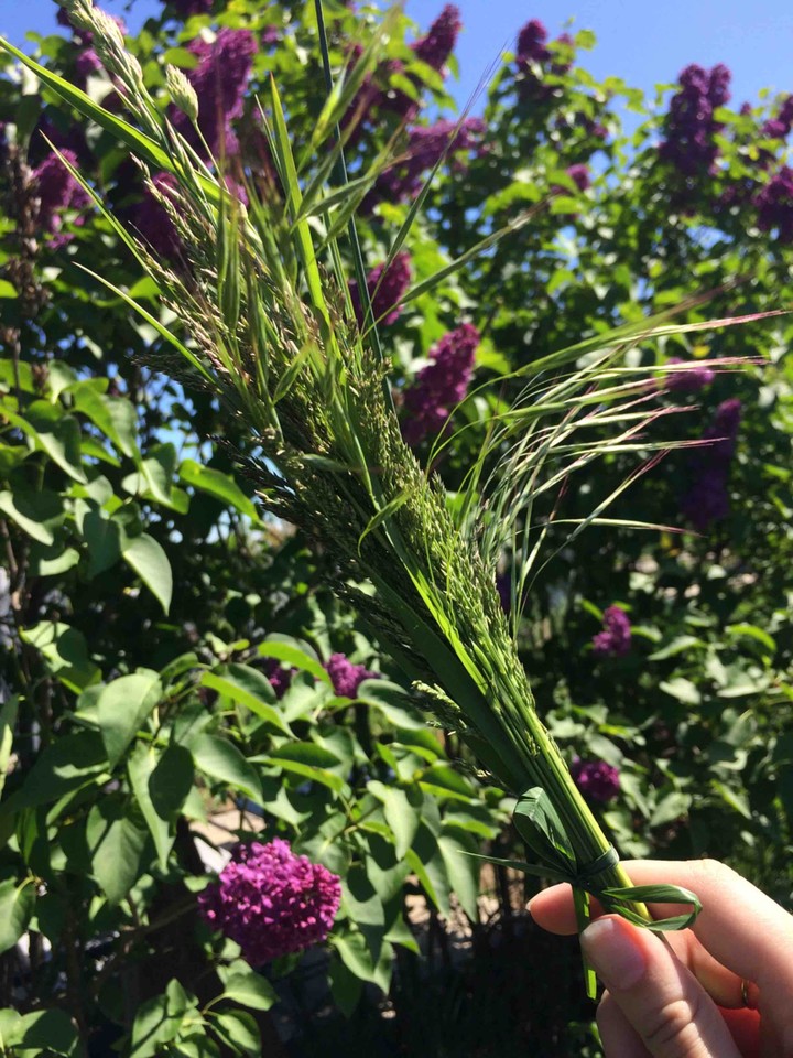 plants