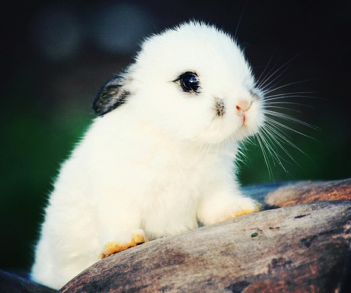 Bucks Bunny!!
