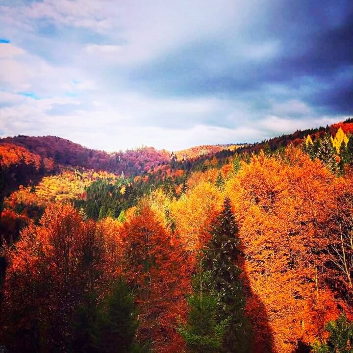 Autumn 