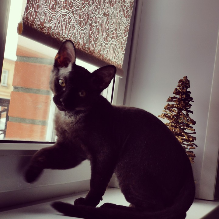 Котик
