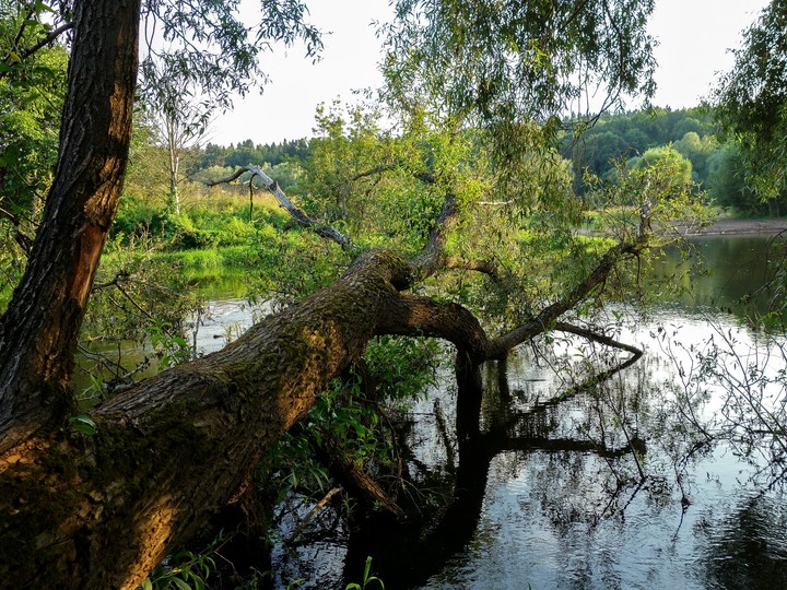 река и дерево