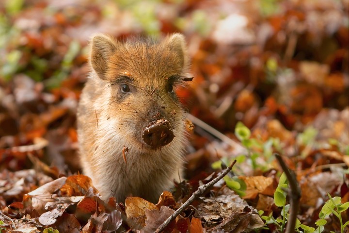 Cutee