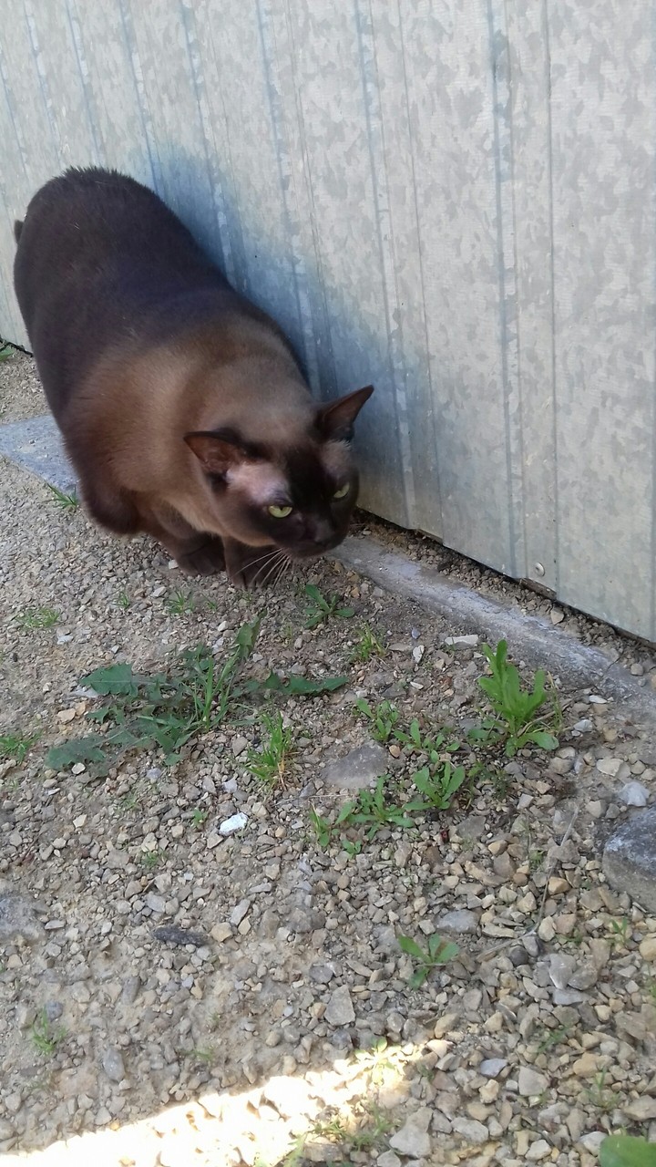 My cat in the garden :)