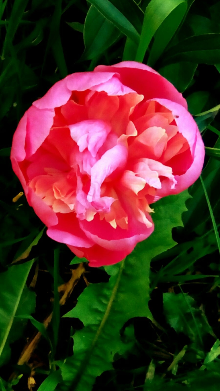 rose