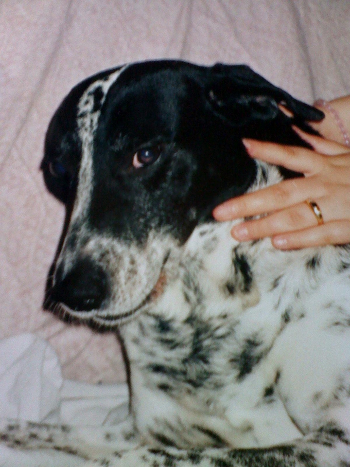 dog