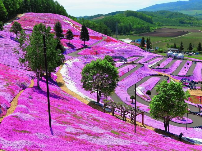 hillside covered in purple & pink moss phlox