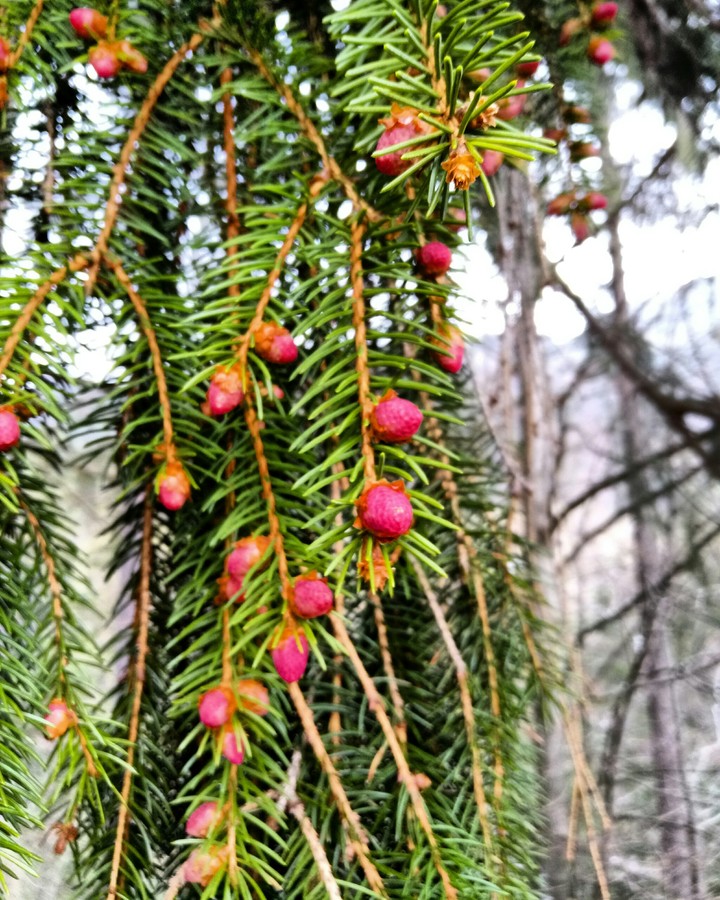 pink cones
