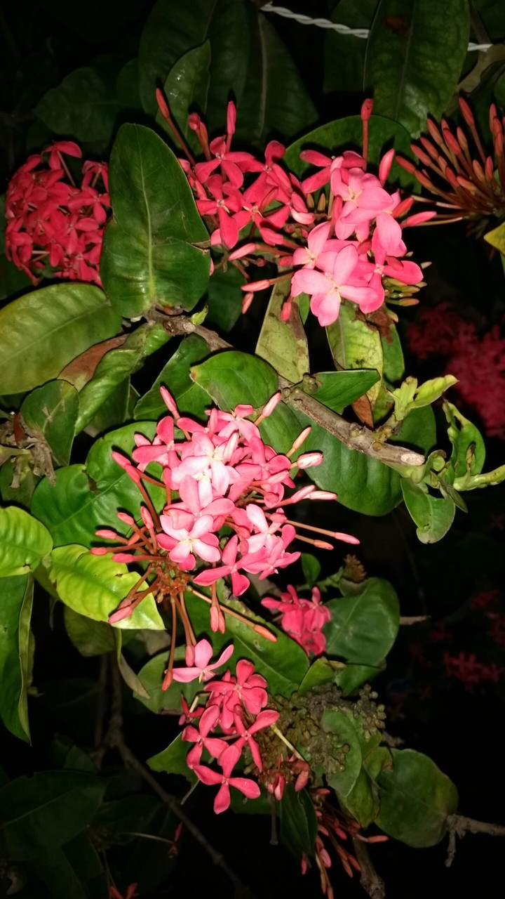 Nature